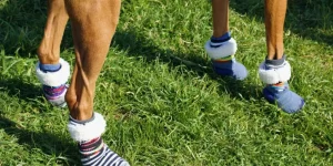 Anti-Slip Dog Socks: Keeping Paws Protected Indoors