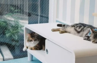 How Do You Create a Cat-Friendly Home Environment?