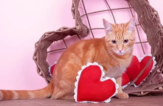 Minimalist Cat Supplies for Small Spaces