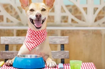 A Healthier Way to Feed Your Pup