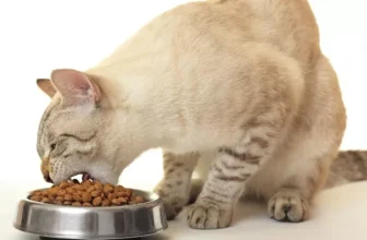 How Do You Choose the Right Cat Food for Your Feline?