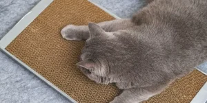 What Types of Scratching Posts Are Most Durable?