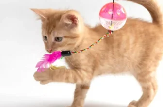 Which Cat Toys Are Best for Keeping Your Pet Active?