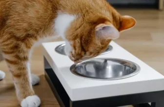 What Are the Benefits of Elevated Cat Bowls?