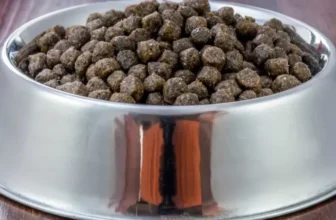 What Food Bowls Are Best for Large Dogs?