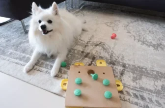 A Game-Changer for Aging Dogs