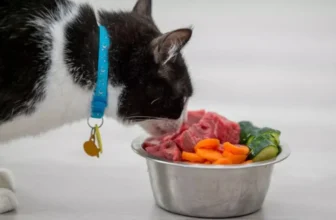 How Do You Transition Your Cat to a New Food Safely?