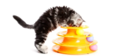 Are DIY Cat Toys as Effective as Store-Bought Ones?