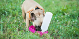 How Do You Keep Your Dog Safe During Outdoor Adventures?