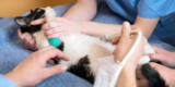 Gadgets Your Feline Will Love