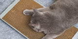 What Types of Scratching Posts Are Most Durable?