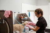 How Can You Choose the Best Shampoo for Your Dog’s Coat Type?